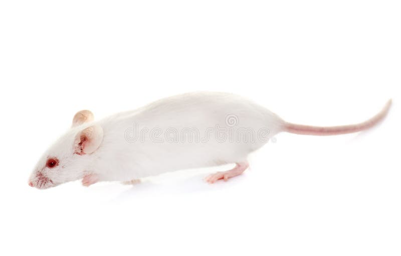 Photo libre de droit de Tapis De Souris Blanche Avec La Souris