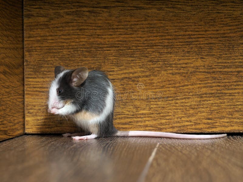 Une Souris Avec De Grandes Oreilles Roses Se Dresse Sur Un Fond