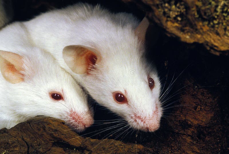 SOURIS BLANCHE stock photo. Image of rodent, pair, musculus - 170403788