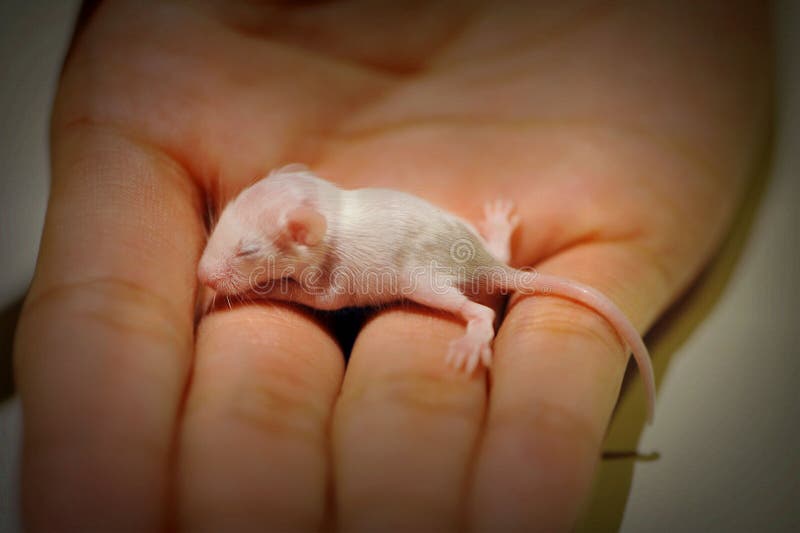 Souris De Bebe Image Stock Image Du Amour Souris Laboratoire
