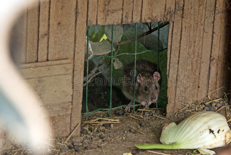 Une Souris Sortant De Lui Est Trou Photo Stock Image Du