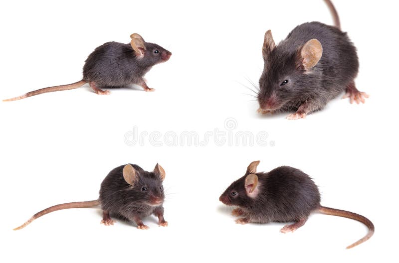 Souris noire image stock. Image du cheveu, rongeur, photo - 42920963