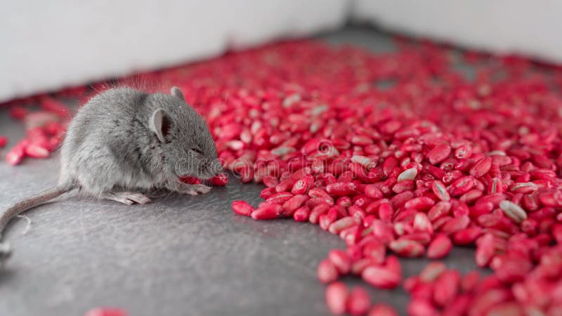 Souris Noire Et Blanche Sur Fond De Blé Rouge Vif Empoisonné