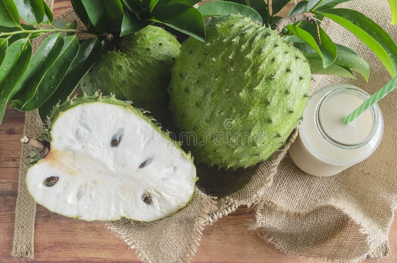 Soursop Also Graviola Guyabano Is The Fruit Of Annona Muricata Stock Image Image Of Fruit Custard Soursop Also Graviola Guyabano Is The Fruit Of Annona Muricata Stock Image Image Of Fruit Custard