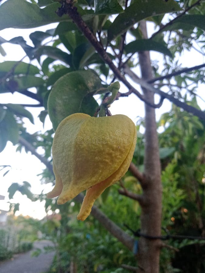 Soursop Flower with Its Internal Visualization in Colombia Stock Photo Image of ground, beans