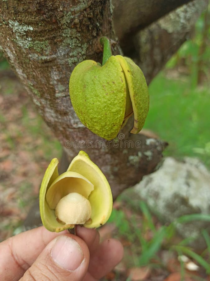 Soursop Flower with Its Internal Visualization in Colombia Stock Photo Image of ground, beans