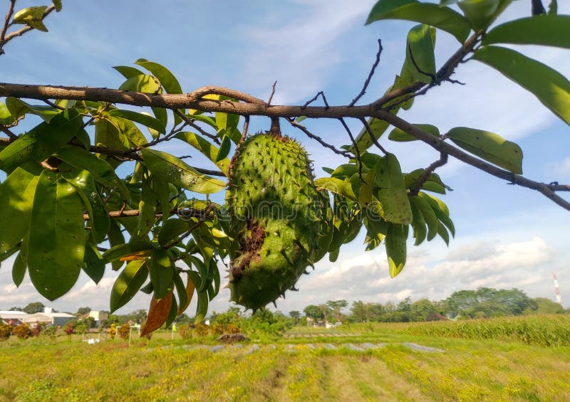 Soursop trees that are starting to bear fruit