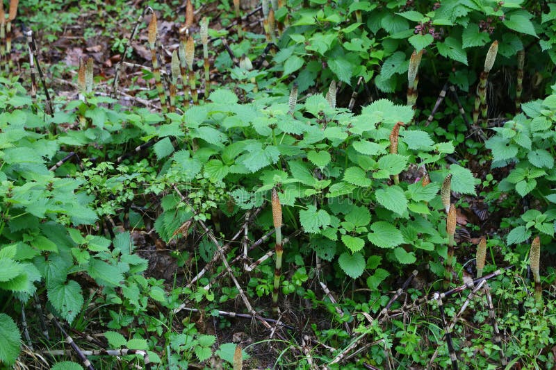 Sous-bois vert avec diverses plantes dont EQUISETUM qui est pratiquement fossile