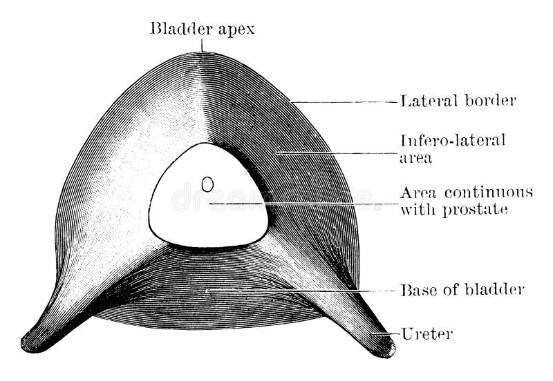 This illustration represents Under Aspect of Male Bladder, vintage line drawing or engraving illustration. This illustration represents Under Aspect of Male Bladder, vintage line drawing or engraving illustration