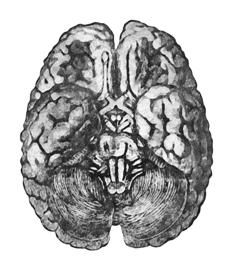 Sous la surface du cerveau Concept d'éducation d'anatomie - vue de dessous du cerveau et du tronc cérébral illustration libre de droits Sous la surface du cerveau Concept d'éducation d'anatomie - vue de dessous du cerveau et du tronc cérébral illustration libre de droits