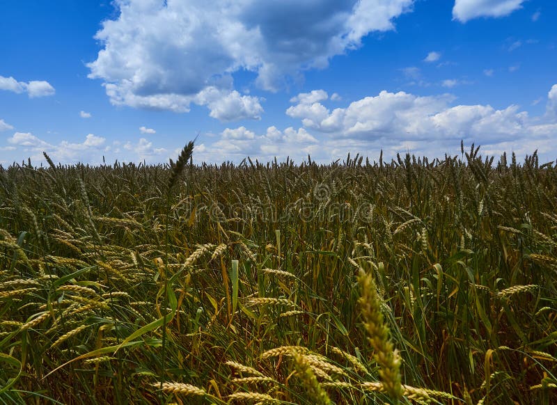 Sous le ciel bleu sans fin, mensonges le même champ du blé illimité images libres de droits Sous le ciel bleu sans fin, mensonges le même champ du blé illimité images libres de droits