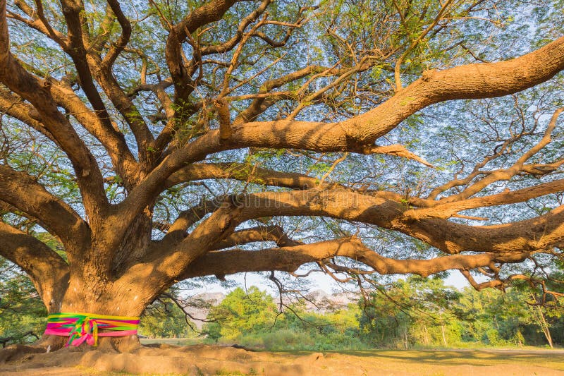 Sous le vieux grand arbre géant image stock Sous le vieux grand arbre géant image stock