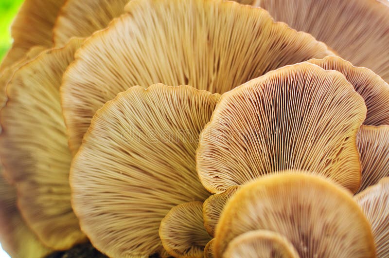 Sous les champignons image stock Sous les champignons image stock