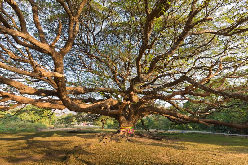 Sous seul de support le grand arbre géant photographie stock libre de droits Sous seul de support le grand arbre géant photographie stock libre de droits
