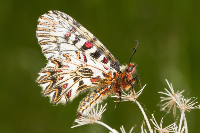 Soutern Festoon Butterfly Resting Seen Ventraly Stock Image Image
