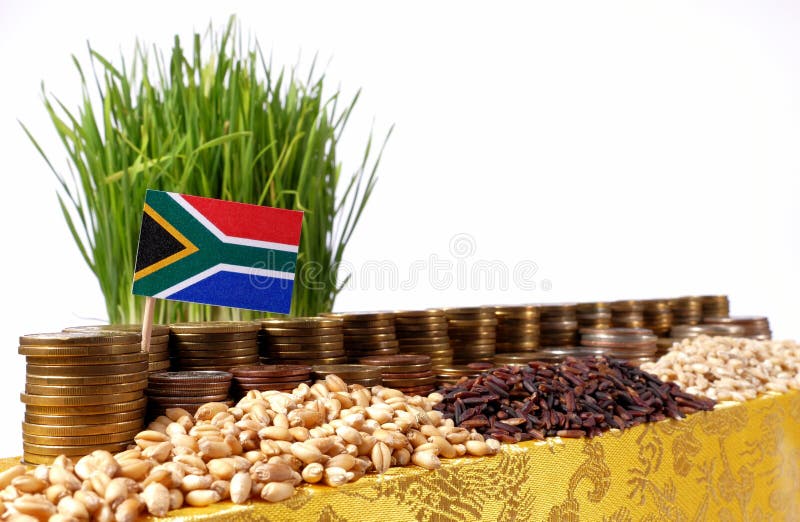 South Africa flag waving with stack of money coins and piles of wheat