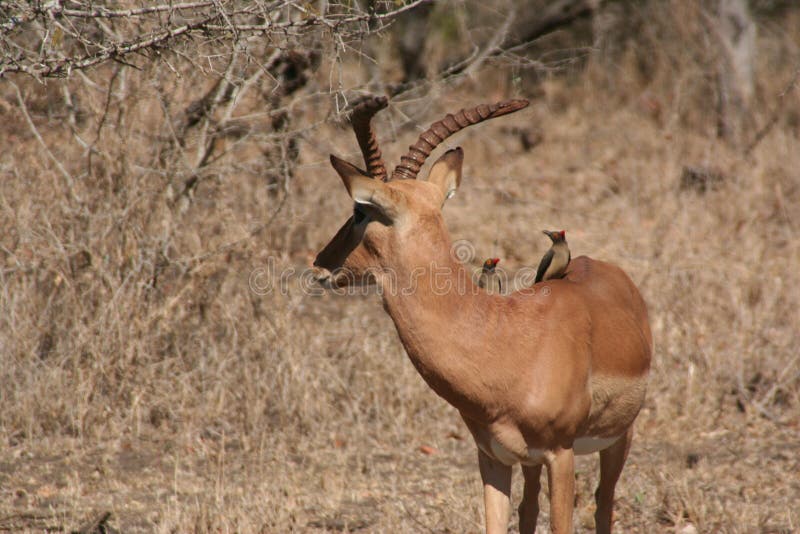 South Africa wildlife deer stock photo. Image of animals 68491914