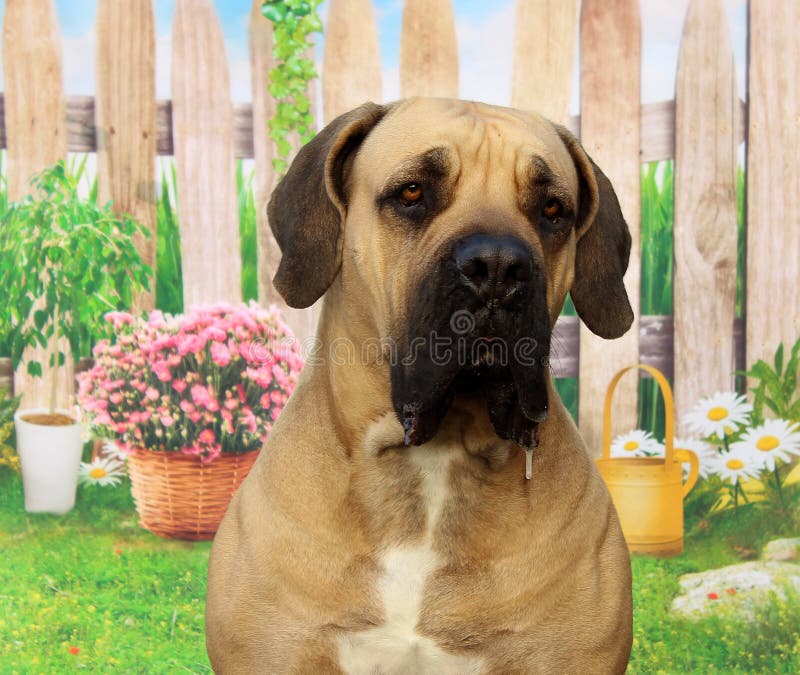 South African Boerboel on a color background