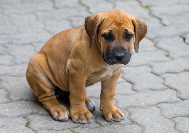 South african Boerboel puppy - the Game outside in the garden.