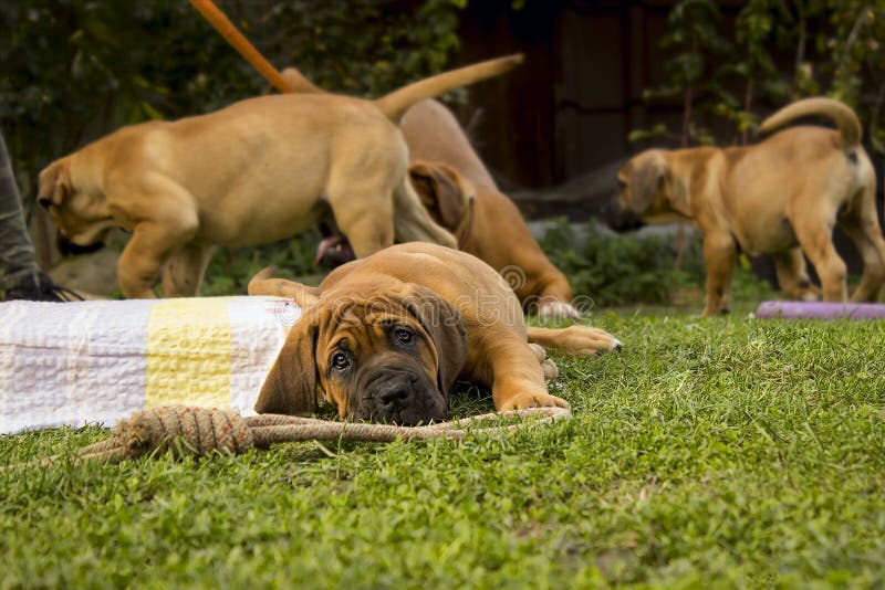 South african Boerboel puppy - the Game outside in the garden