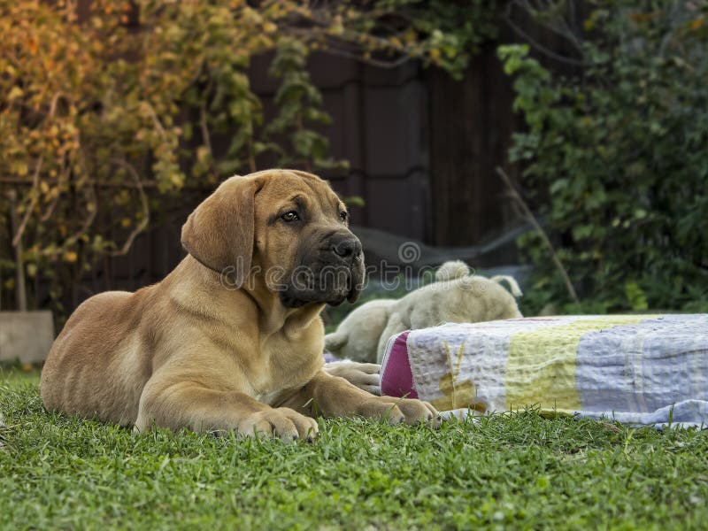 South african Boerboel puppy - the Game outside in the garden