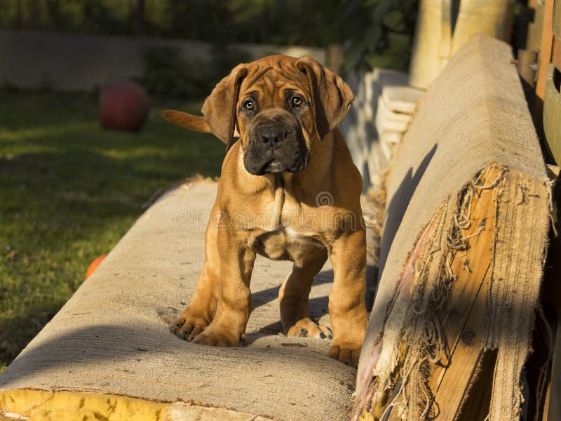 South african Boerboel puppy - the Game outside in the garden