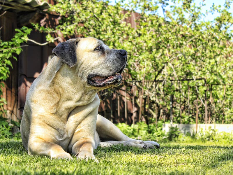 South African bulldog. Boerboel. Great dog moloss