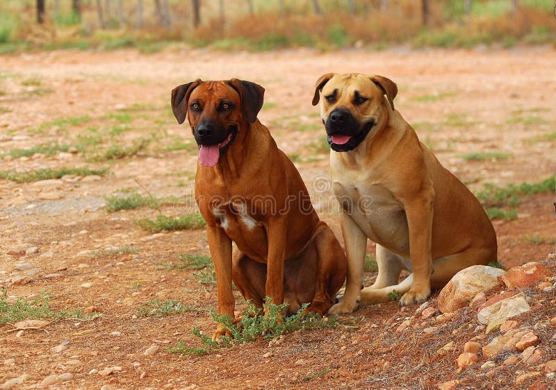 A purebred Rhodesian Ridgeback male dog and a thoroughbred Boerboel female sitting and guarding a farm in South Africa. A purebred Rhodesian Ridgeback male dog and a thoroughbred Boerboel female sitting and guarding a farm in South Africa.