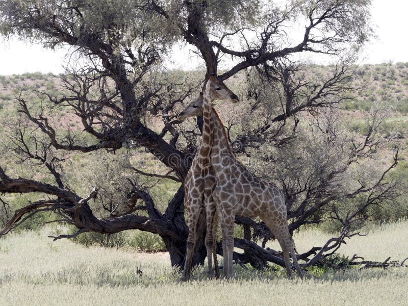 South African Giraffe Wedding Dances, Giraffa camelopardalis giraffa, Kalahari, South Africa royalty free stock photography South African Giraffe Wedding Dances, Giraffa camelopardalis giraffa, Kalahari, South Africa royalty free stock photography
