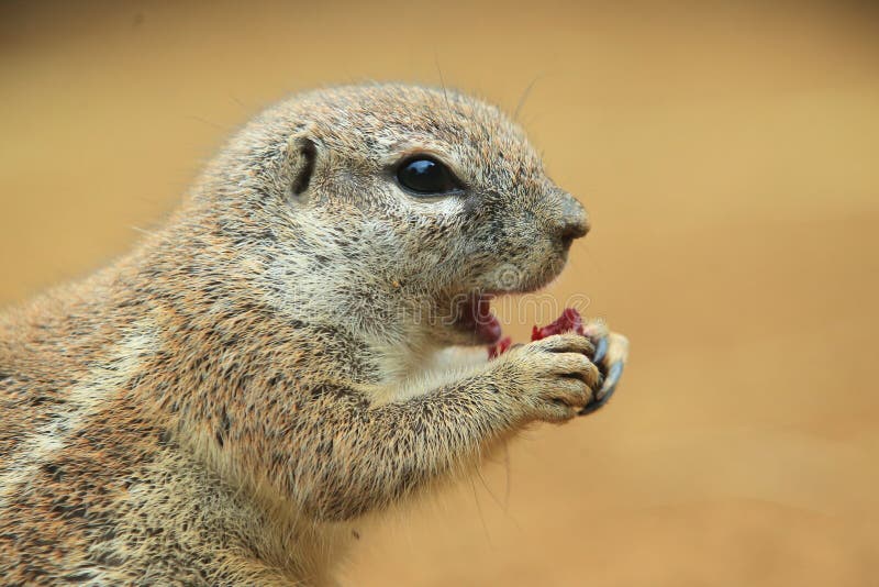 South African ground squirrel stock photo