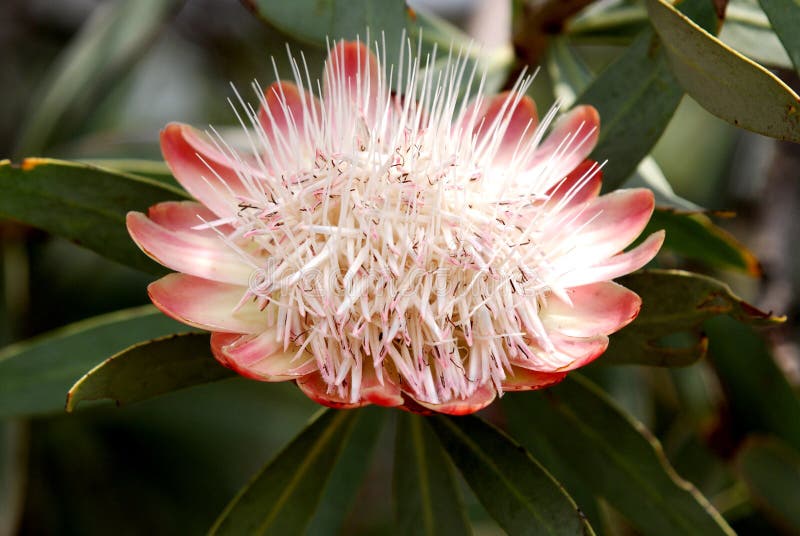 South African Protea royalty free stock photos South African Protea royalty free stock photos