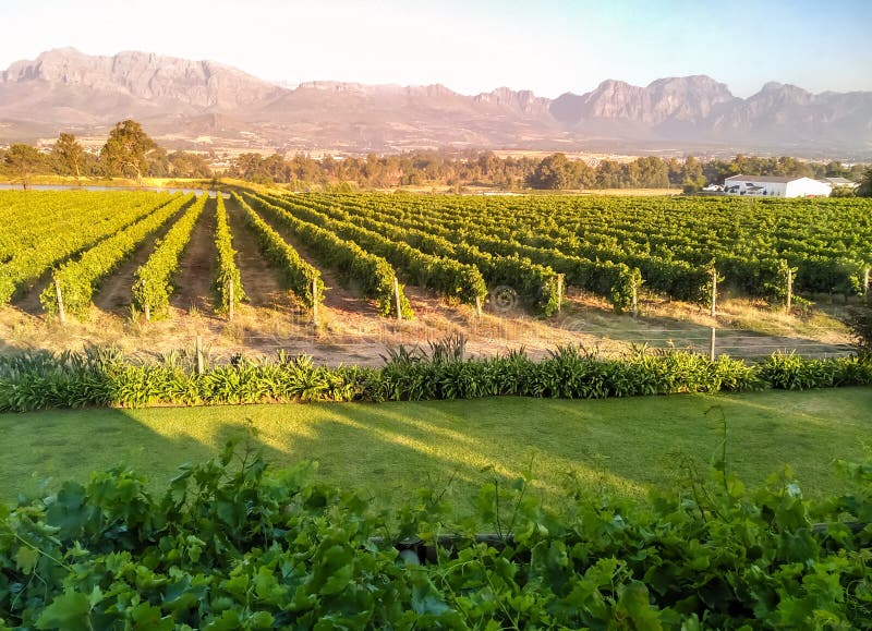 South African vineyard in the sunset near Paarl