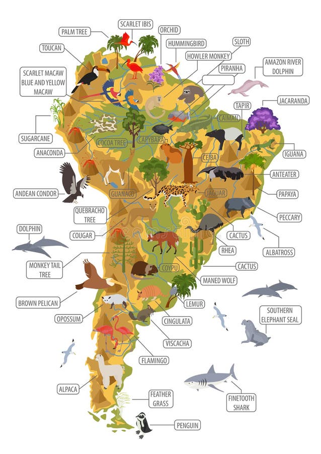 South America flora and fauna map, flat elements. Animals, birds