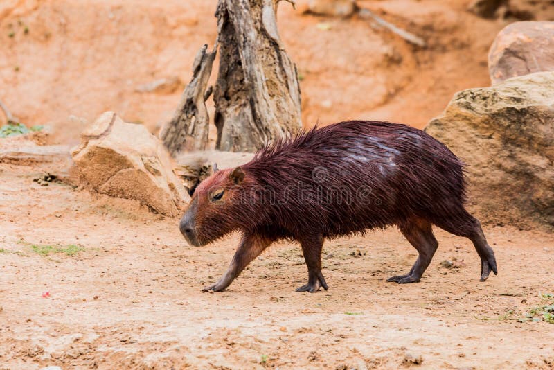 South American Capybara or Hydrochaeris is the Largest Rodent in the World  Stock Photo - Image of animal, hydrochaeris: 149441872