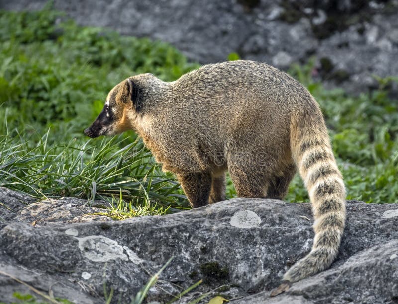 Coati 1 stock image. Image of quick, swift, creature, nature 1459991