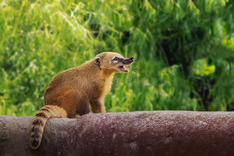 South American Coati stock photo. Image of beautiful 298746856