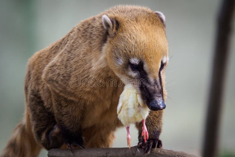 South american coati Nasua nasua stock photos South american coati Nasua nasua stock photos