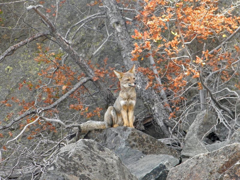 South American Gray Fox In The Andes Mountain Stock Photo Image Of