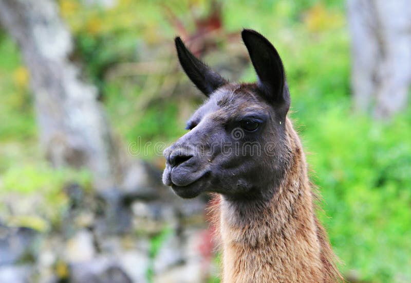 South American Llama Stock Image Image Of America Hoofed 39006095