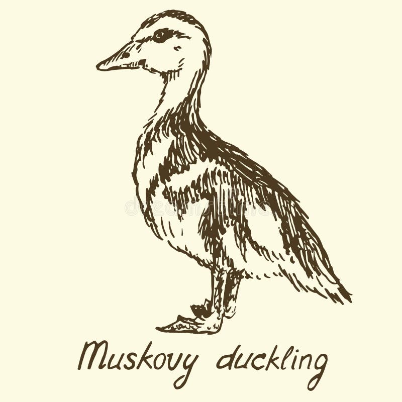 143 Duckling Drawing Stock Photos HighRes Pictures and Images  Getty  Images