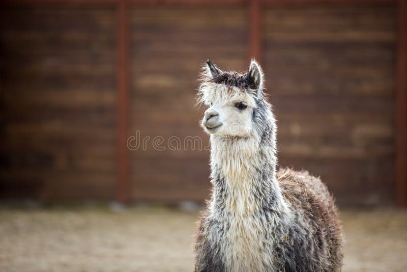 23,204 Pack Animal Stock Photos - Free & Royalty-Free Stock Photos from Dreamstime 23,204 Pack Animal Stock Photos - Free & Royalty-Free Stock Photos from Dreamstime