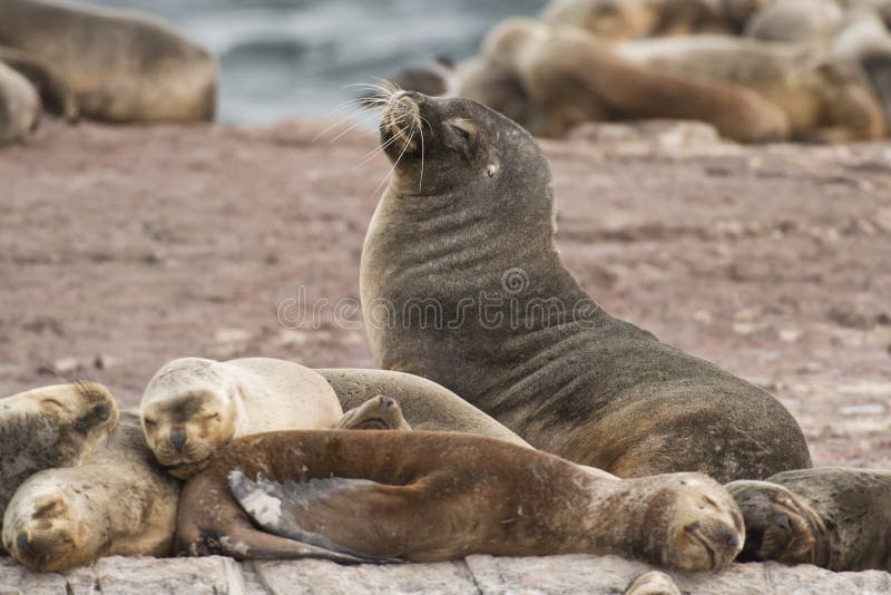 South American Sea Lions.