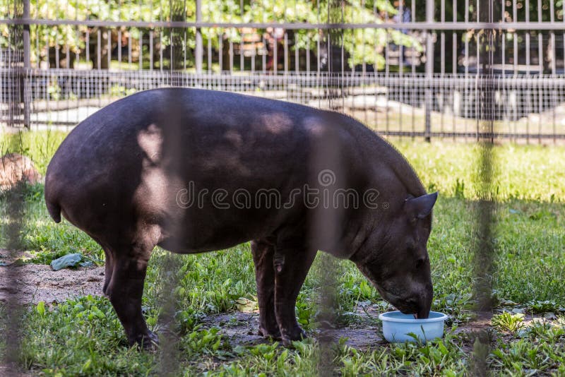 The South American Tapir Brazilian Tapir, Amazonian Tapir Eating Food ... Biology Diagrams
