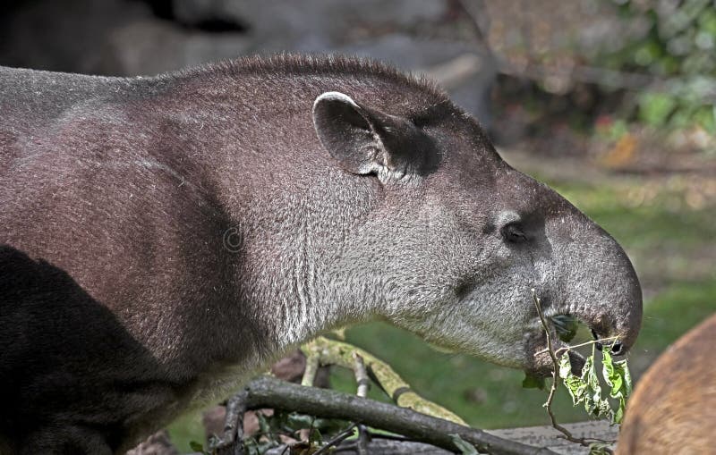 South american tapir 2 stock image Image of jungle mane Biology Diagrams