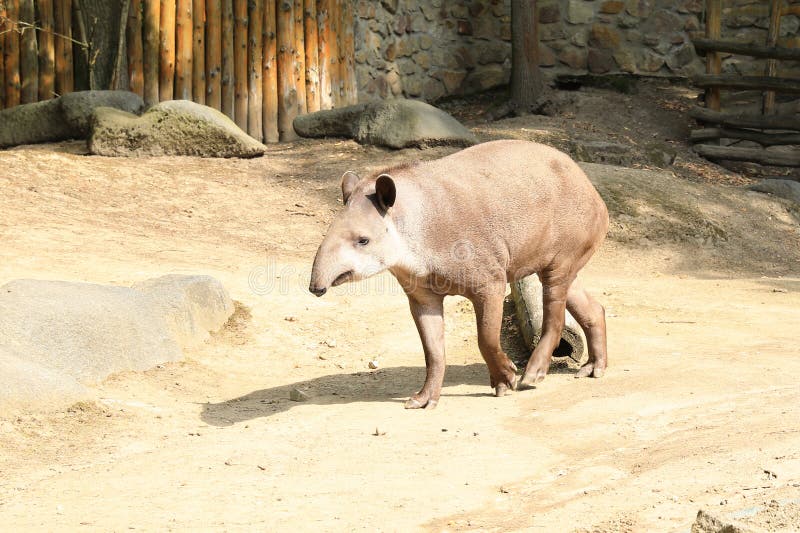 South American tapir stock image. Image of concept, captivity Biology Diagrams
