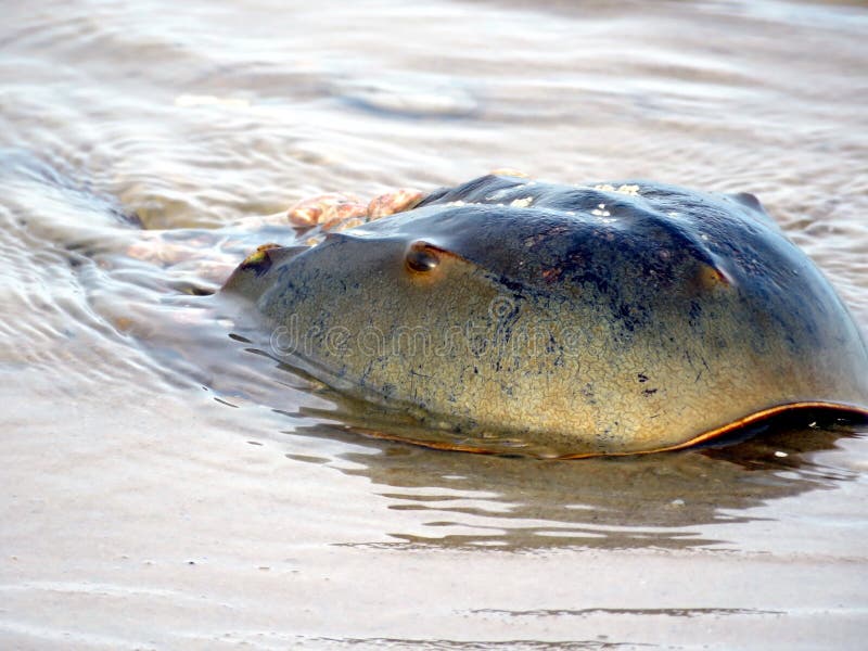 Closeup of Horseshoe Crab Eggs on Beach Along the Tidal Waters Along