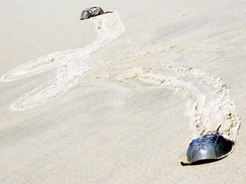 Closeup of Horseshoe Crab Eggs on Beach Along the Tidal Waters Along