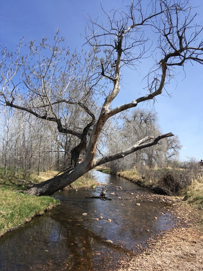 South Boulder Creek Trail stock image. Image of tree 91724665