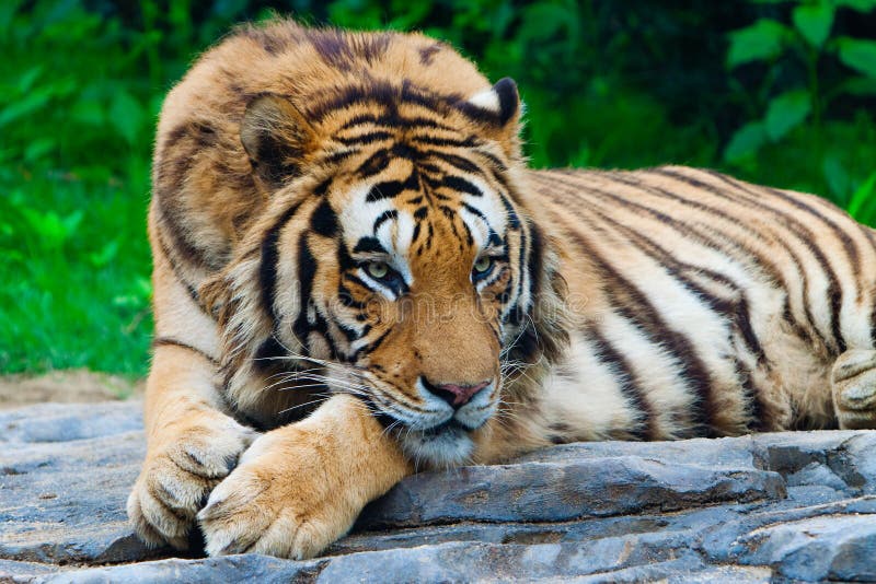 Tiger in beijing zoo china hi-res stock photography and images - Alamy