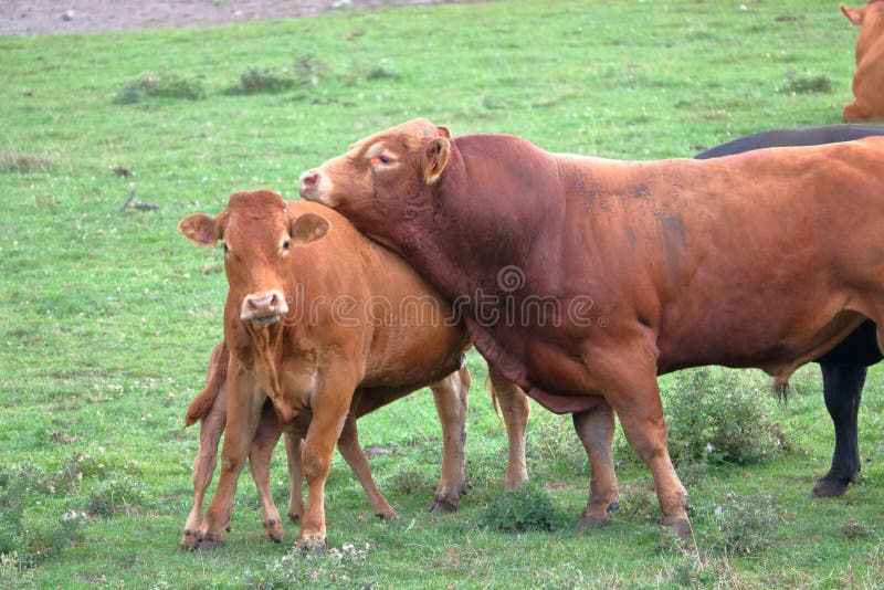 bull sex farm